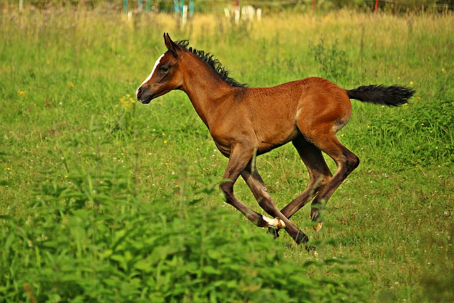 pony strides, lush, field, Horse, Foal, Brown, Thoroughbred, Arabian, thoroughbred arabian, pasture