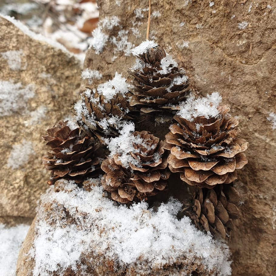 cone, pineal, winter, pine cone, pine, evergreens, wood, christmas, nature, tree