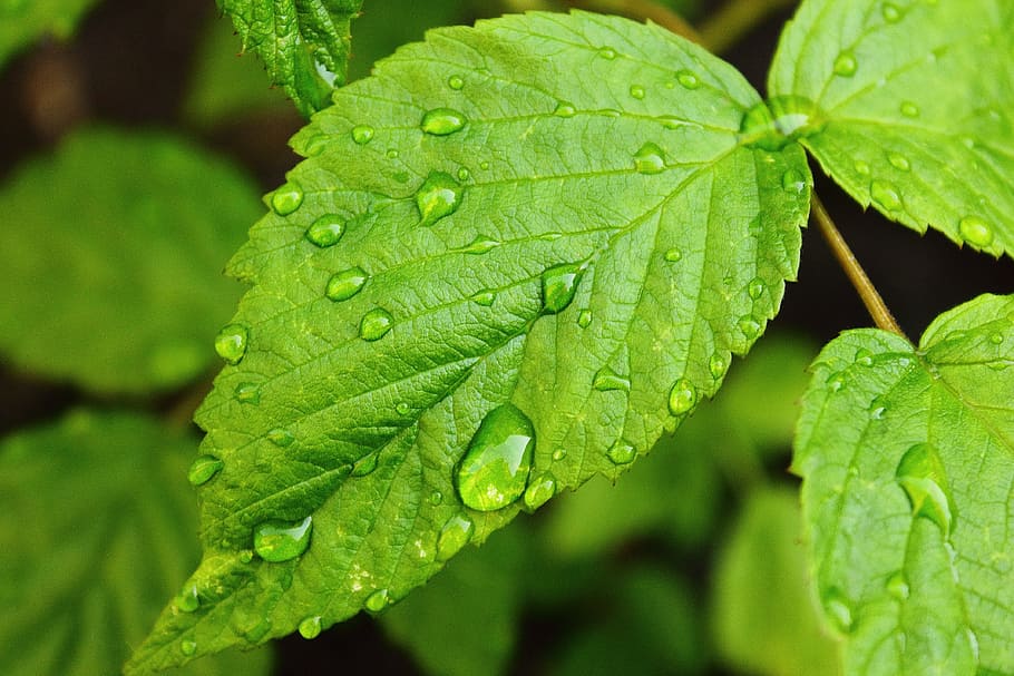 green, mint plant, water droplets, Drops, Water, Raspberry, Leaf, drops of water, raspberry leaf, plant