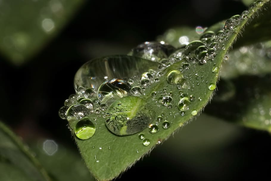 잎, 물방울, 비, 빗방울, 가려워하는, 젖은, 똑똑 떨어지는 물방울 소리, 녹색, 자연, 닫기