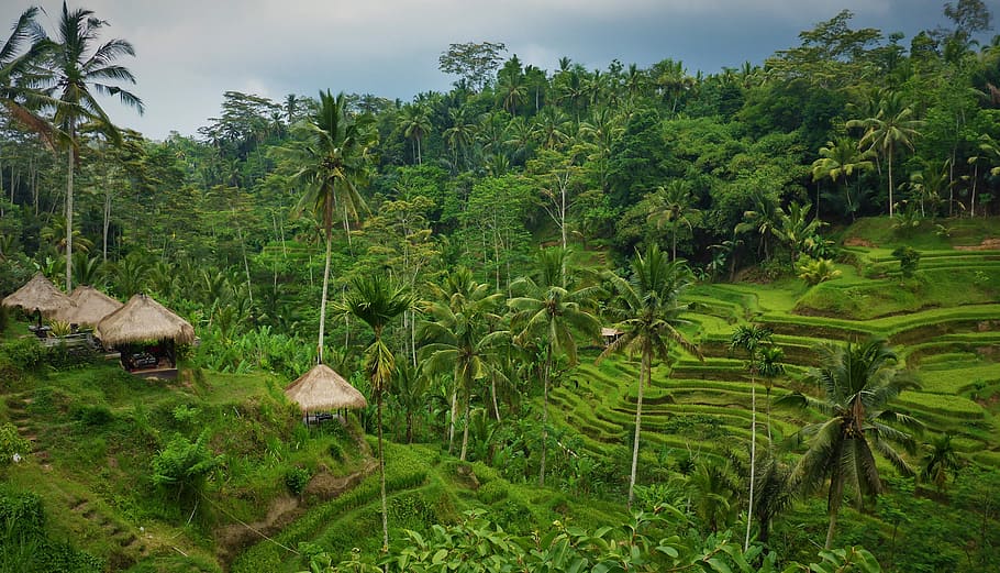sawah banaue, siang hari, Bali, Padi, idonesien, hijau, penanaman padi, pertanian, lapangan, iklim tropis