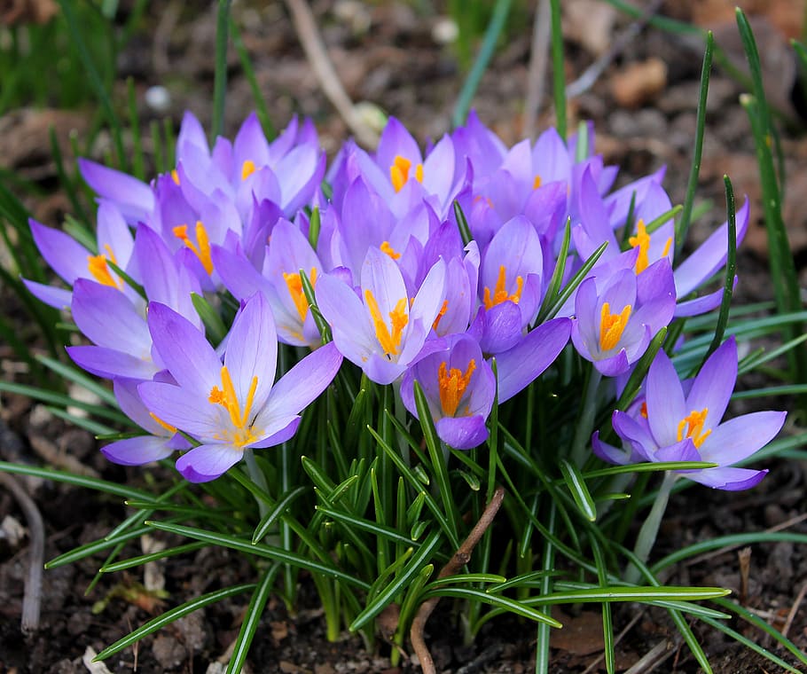 flores de color púrpura, azafranes, pascua, primavera, flores, azafrán, bulbos de flores, flores de primavera, púrpura, plantas de primavera