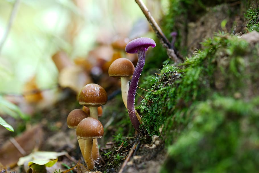 mushroom, nature, wood, plant, moss, leaf, autumn, season, wild, rac