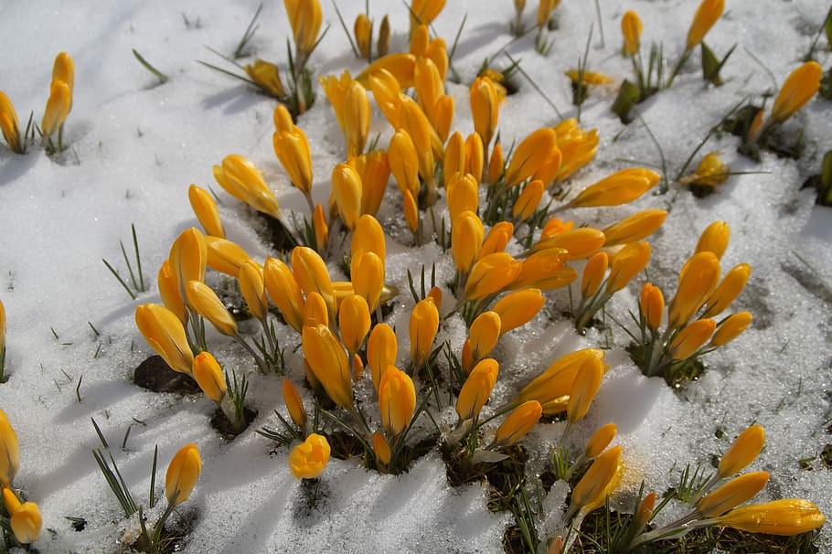 naturaleza, flor, planta, temporada, azafrán, nieve, fin del invierno, frühlingsanfang, el comienzo de la primavera, despertar la primavera