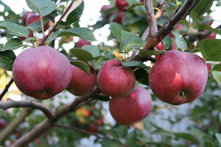 apples, red apples, apple tree, healthy eating, food, fruit, food and drink, tree, plant, freshness