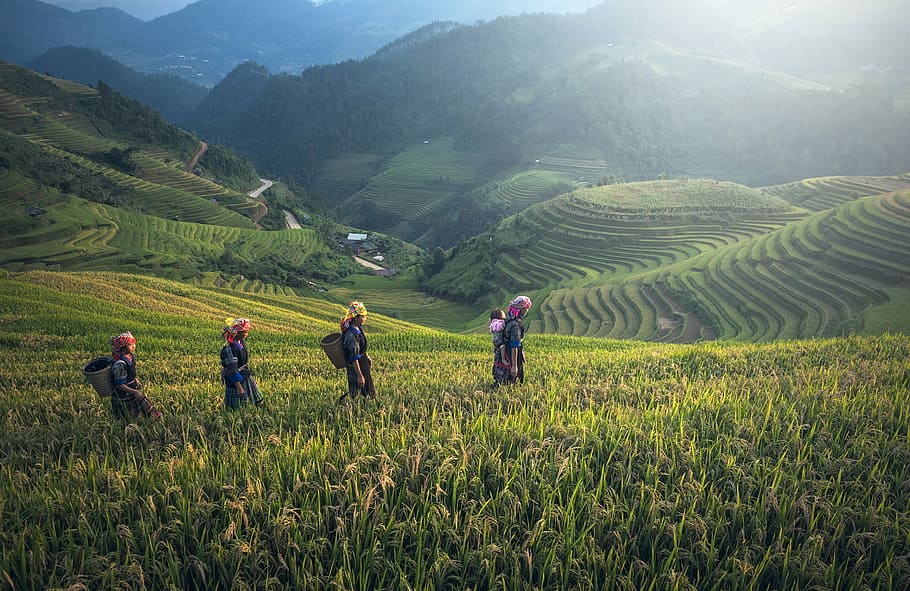 four, people, walking, cornfield, agriculture, asia, bali, cambodia, china, district