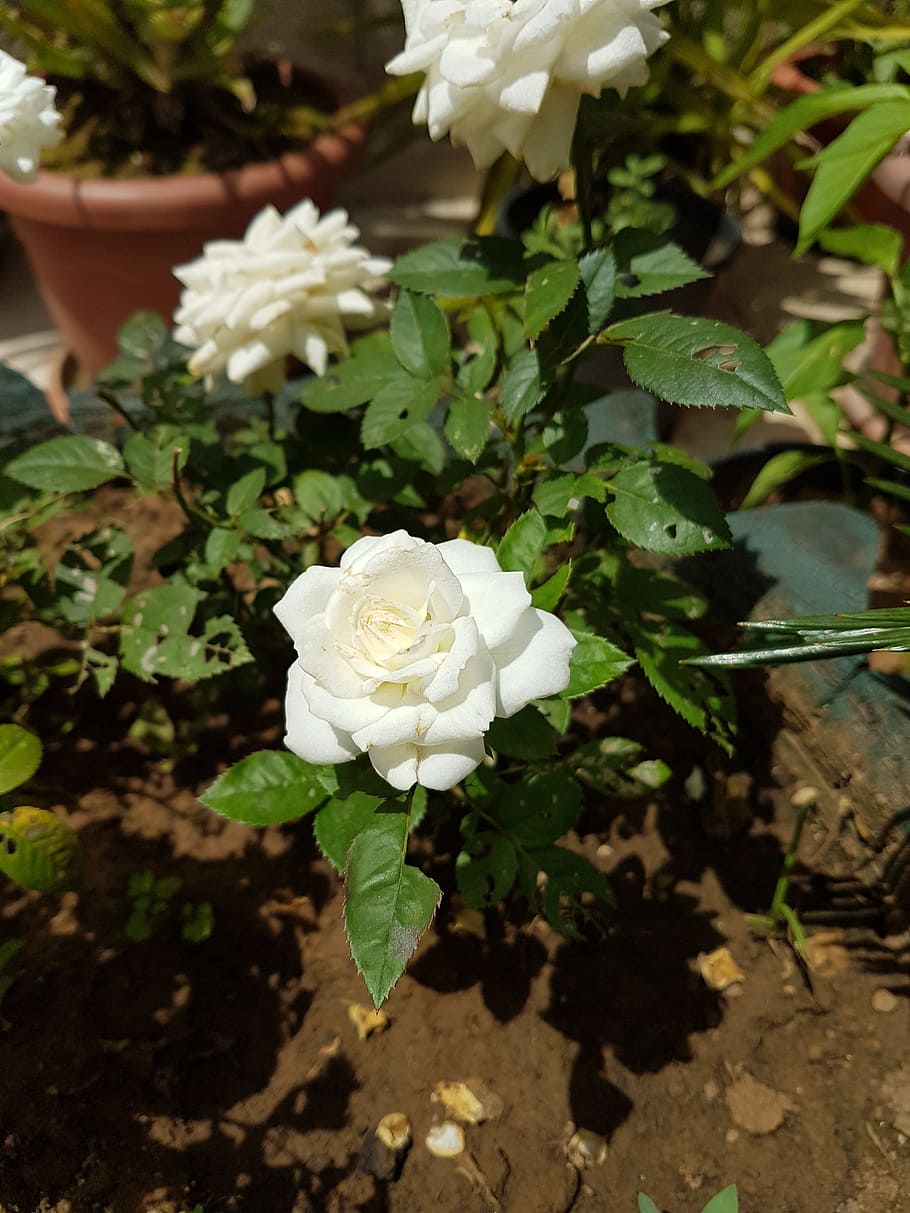 rosa, bianca, flower, beauty, rose, white, flowering plant, plant, beauty in nature, freshness