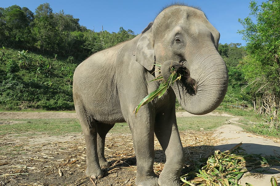 elephant, thailand, elephant eating, animals, wild animals, tame elephant, big elephant, wise animals, elephant jungle sanctuary, elephants chiang mai