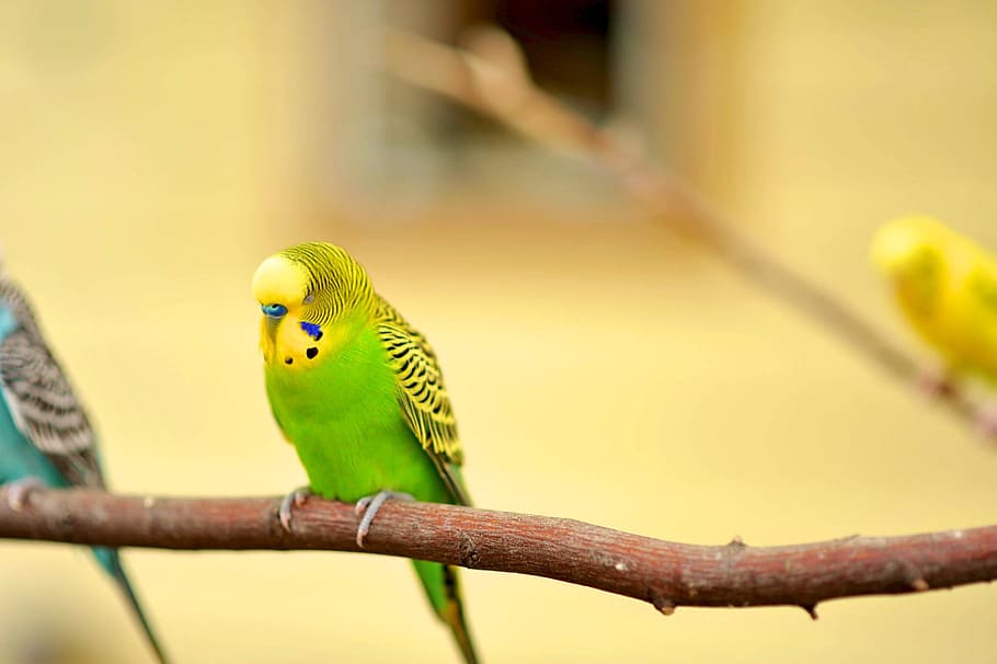 selective, focus photography, green, budgerigar perch, tree branch, parakeet, canary bird, canary, yellow, pet parakeet