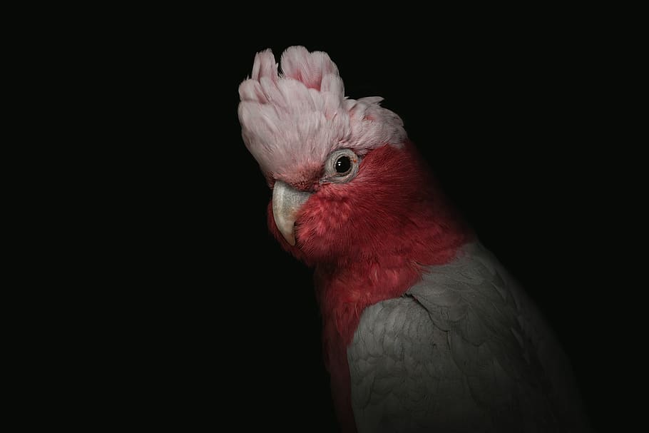 cockatoo, cockatoo pink, portrait, pink, bird, galah, parrot, gray, captivity, birds