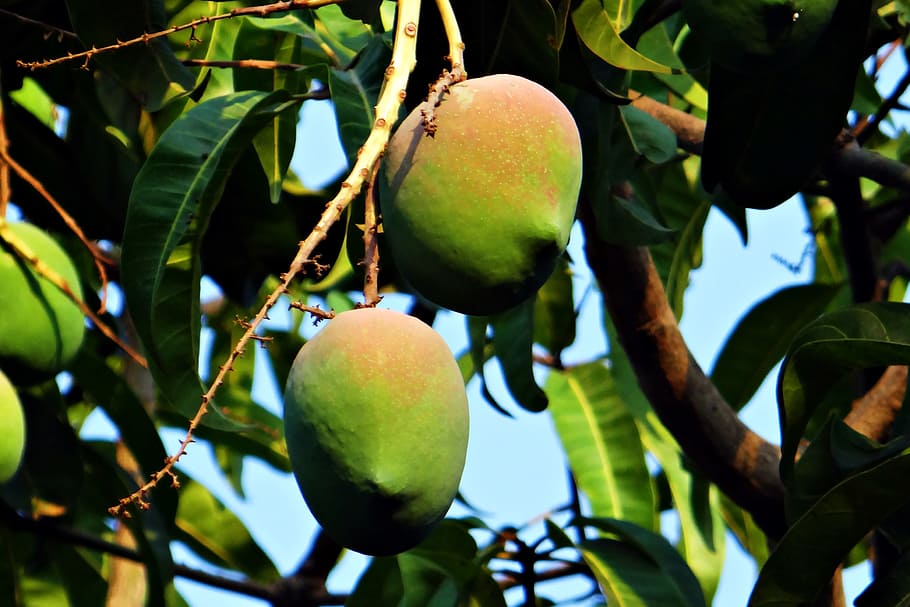 mango, mangifera indica, about ripe, tropical fruit, mango tree, fruit, dharwad, india, healthy eating, food
