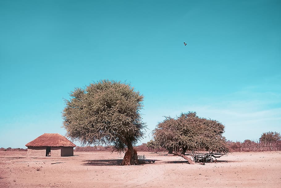 tree, sky, nature, africa, hut, lunch, heat, shadow, midday heat, landscape