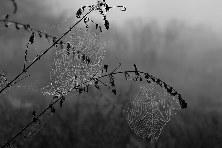 grayscale photography, spider webs, spider web, drops, dew, place, nature, razor wire, barbed wire, safety