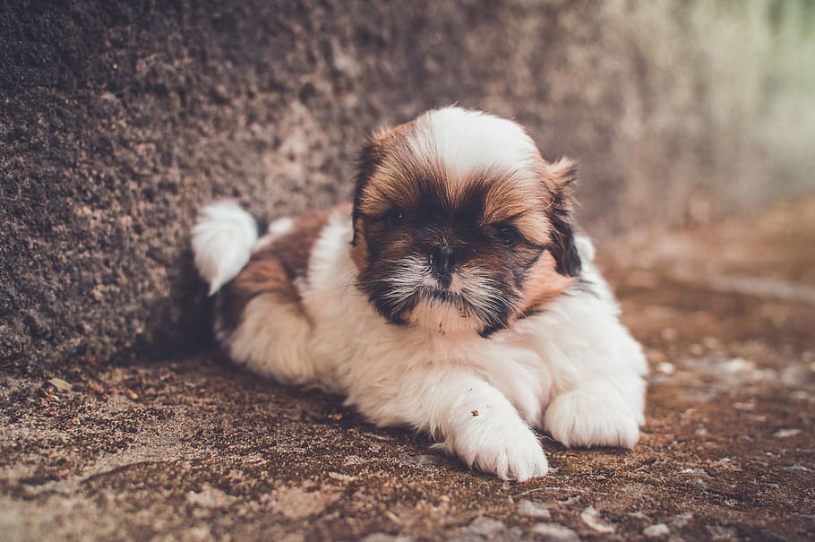 long-coated, white, brown, puppy, adorable, animal, close-up, cute, dog, fur