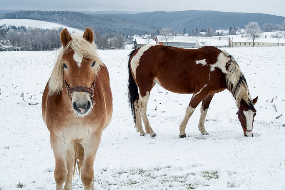two, brown, horses, white, field, Horse, Winter, Snow, Nature, Coupling