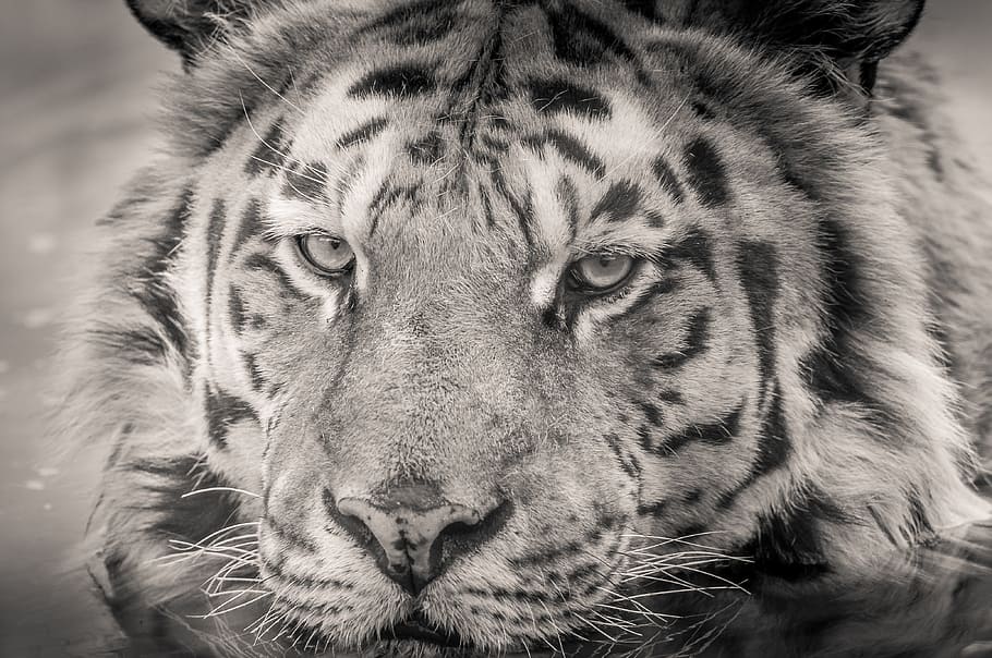 grayscale photo, adult tiger, white, tiger, water, eyes, fur, predator, animal themes, animal