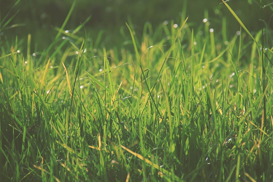 selective, focus photography, green, grass, nature, landscape, close up, macro, growth, field
