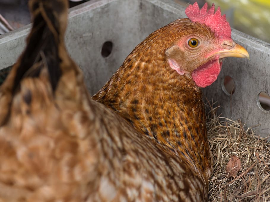 Chicken, Nest, Eggs, laying eggs, farm, bird, chicken - Bird, agriculture, animal, livestock