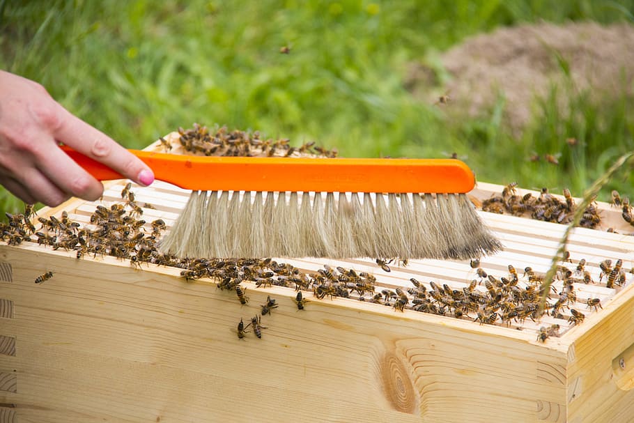 Hive, Honey Bees, Beekeeping, bees, beehive, human hand, human body part, insect, one person, occupation