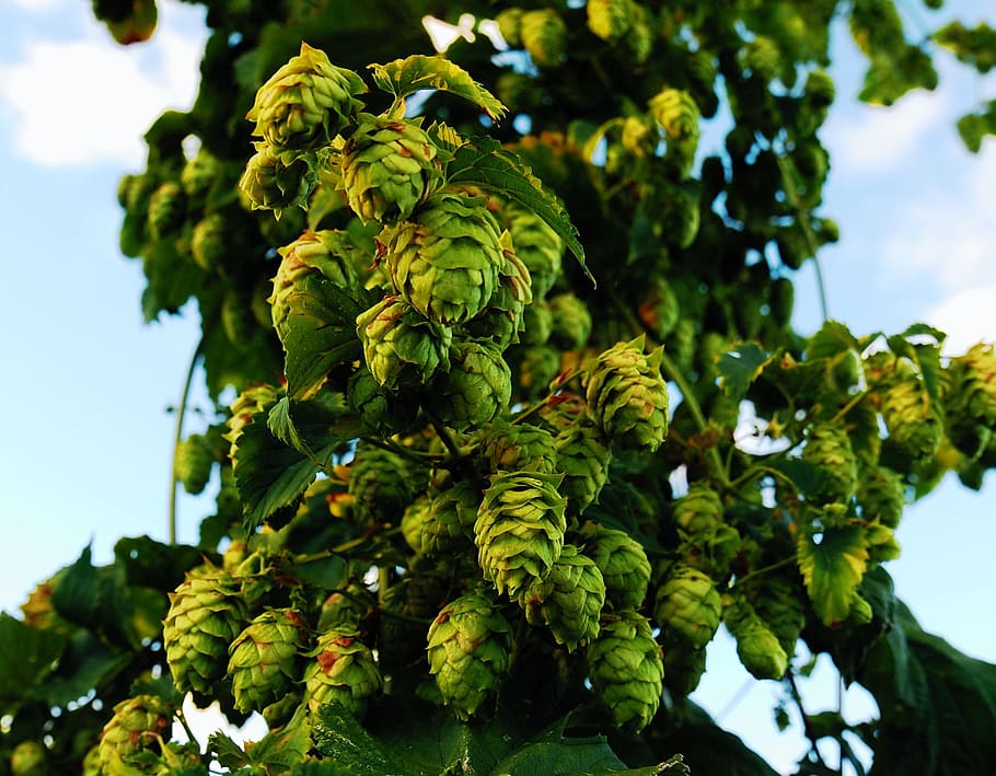 green, pine cones, daytime, hops, craftbeer, ipa, locally grown, upstate ny, growth, plant
