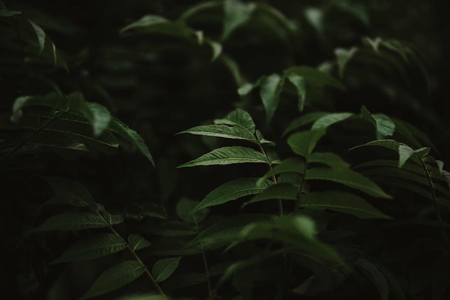 green leaf plant, green, leaf, plant, nature, outdoor, dark, green Color, growth, forest