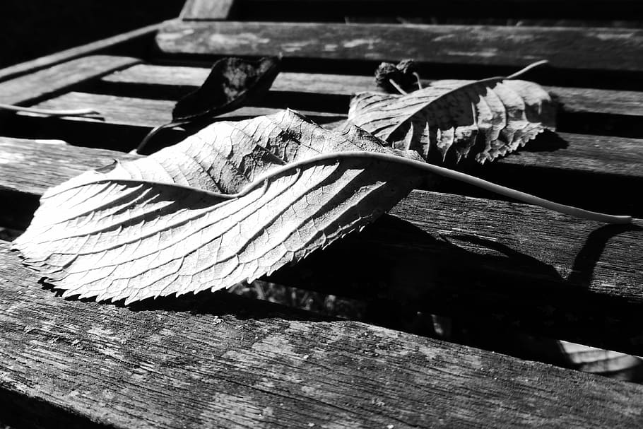 Leaves, Autumn Mood, autumn, wood - material, indoors, close-up, day, plank, nature, animal