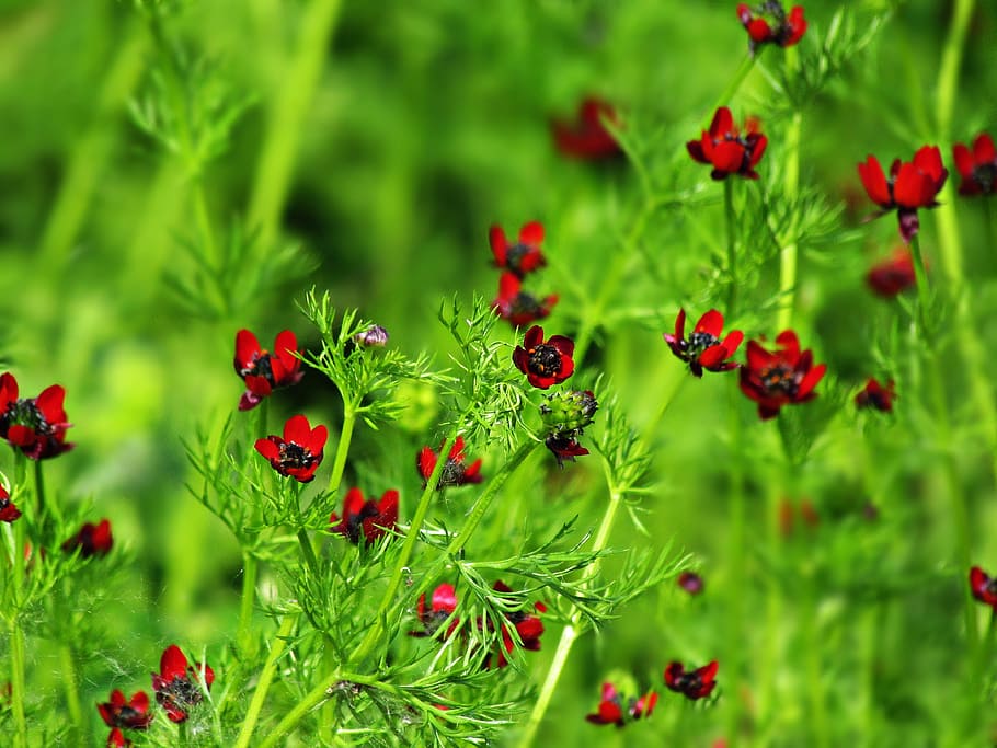 flowers, the background, red, burgundy, meadow, summer, plant, green color, growth, freshness