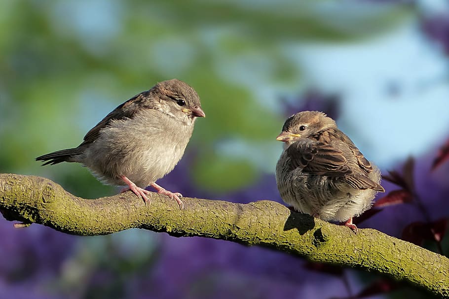 two, brown, birds, top, tree branch, daytime, animal, bird, sparrow, sperling