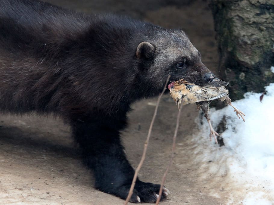 ウルヴァリン グログロ 獣 獲物 猛獣 動物 危険な動物 野生動物 捕食者 動物園 Pxfuel