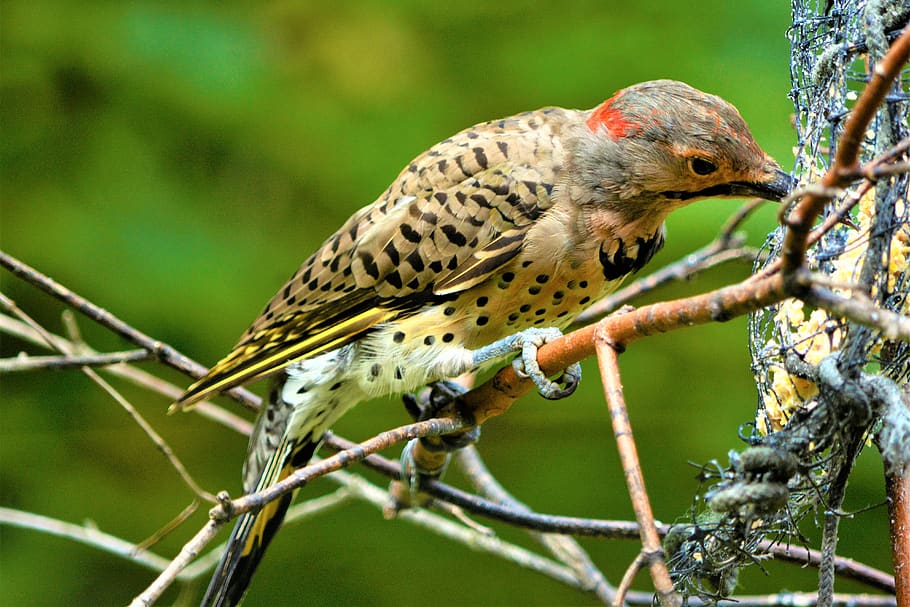 bird, woodpecker, flicker, flicker woodpecker, colorful, feathery, eating, perched, closeup, nature