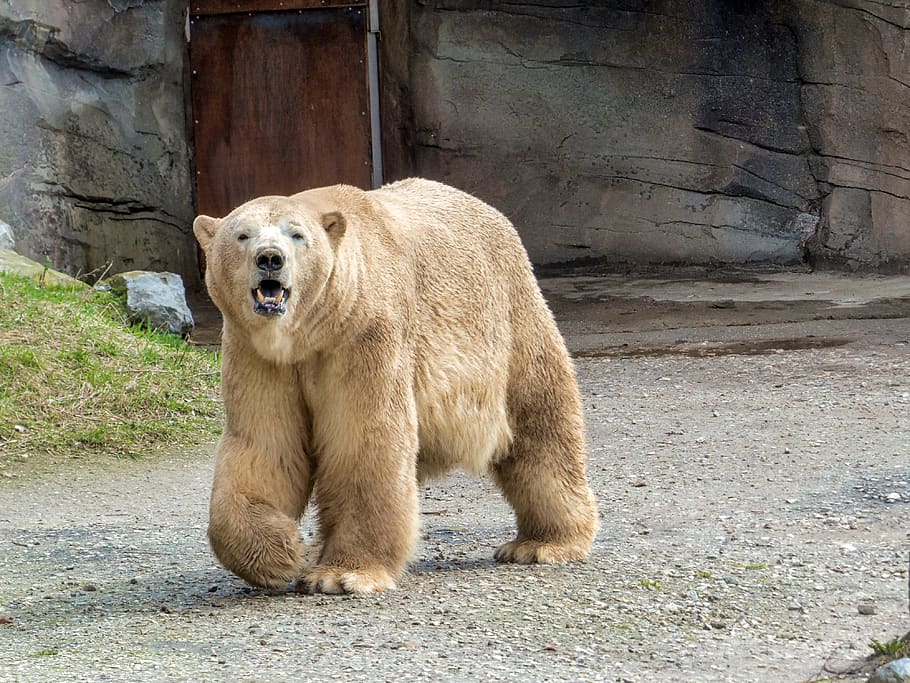 beruang kutub, kebun binatang, predator, alam, satu binatang, hewan, tema hewan, binatang menyusui, bertulang belakang, satwa liar hewan