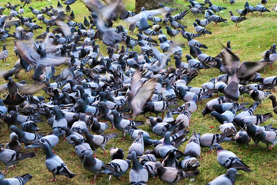 birds, pigeons, nature, the crowd, animals, wings, animal, animal themes, group of animals, large group of animals