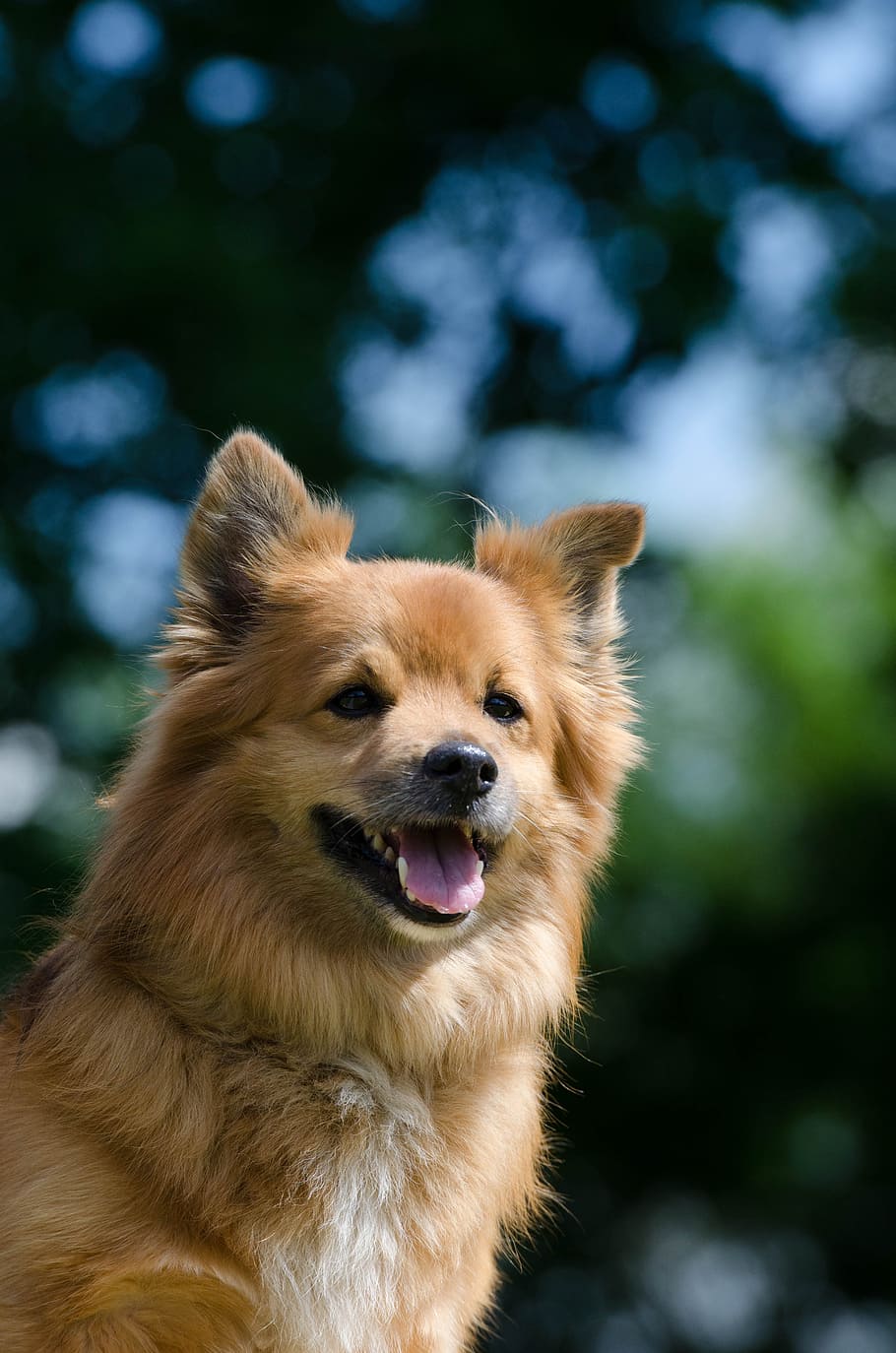 long-coated tan dog, dog, hybrid, small hybrid, pet, small dog, hundeportrait, brown, good, sweet