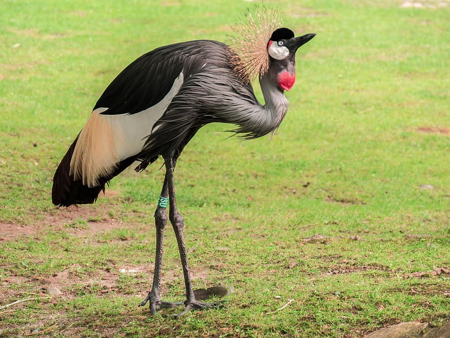 selective, focus photo, gray-crowned crane bird, standing, green, grass field, flightless bird, bird, crane, spring crown