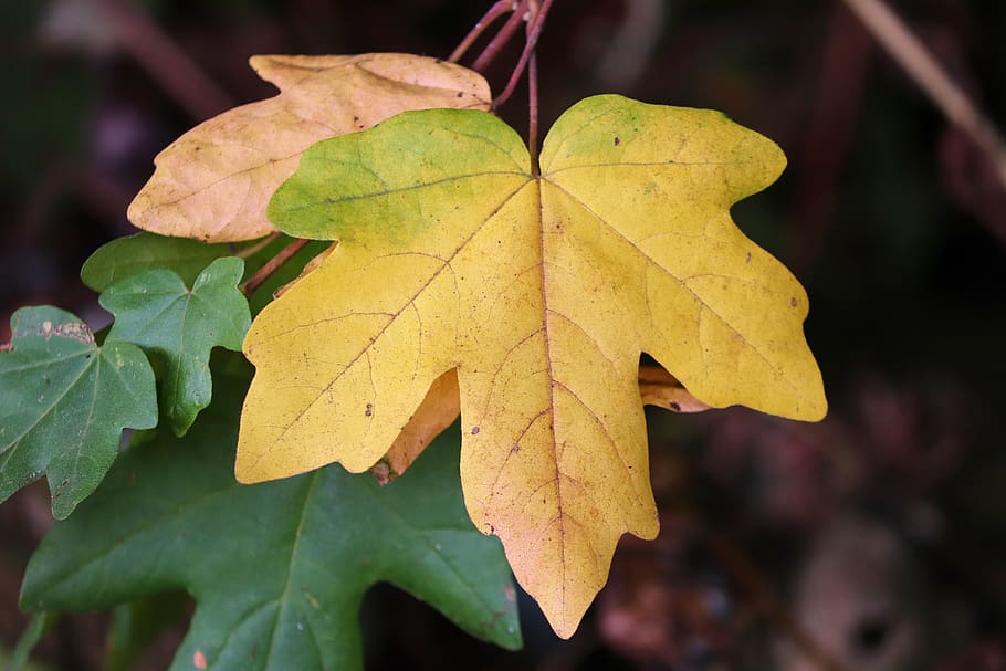 folhagem de outono, folhas, manchas, enforcamento, dependem, de cor, colorido, outono, floresta, folhas coloridas