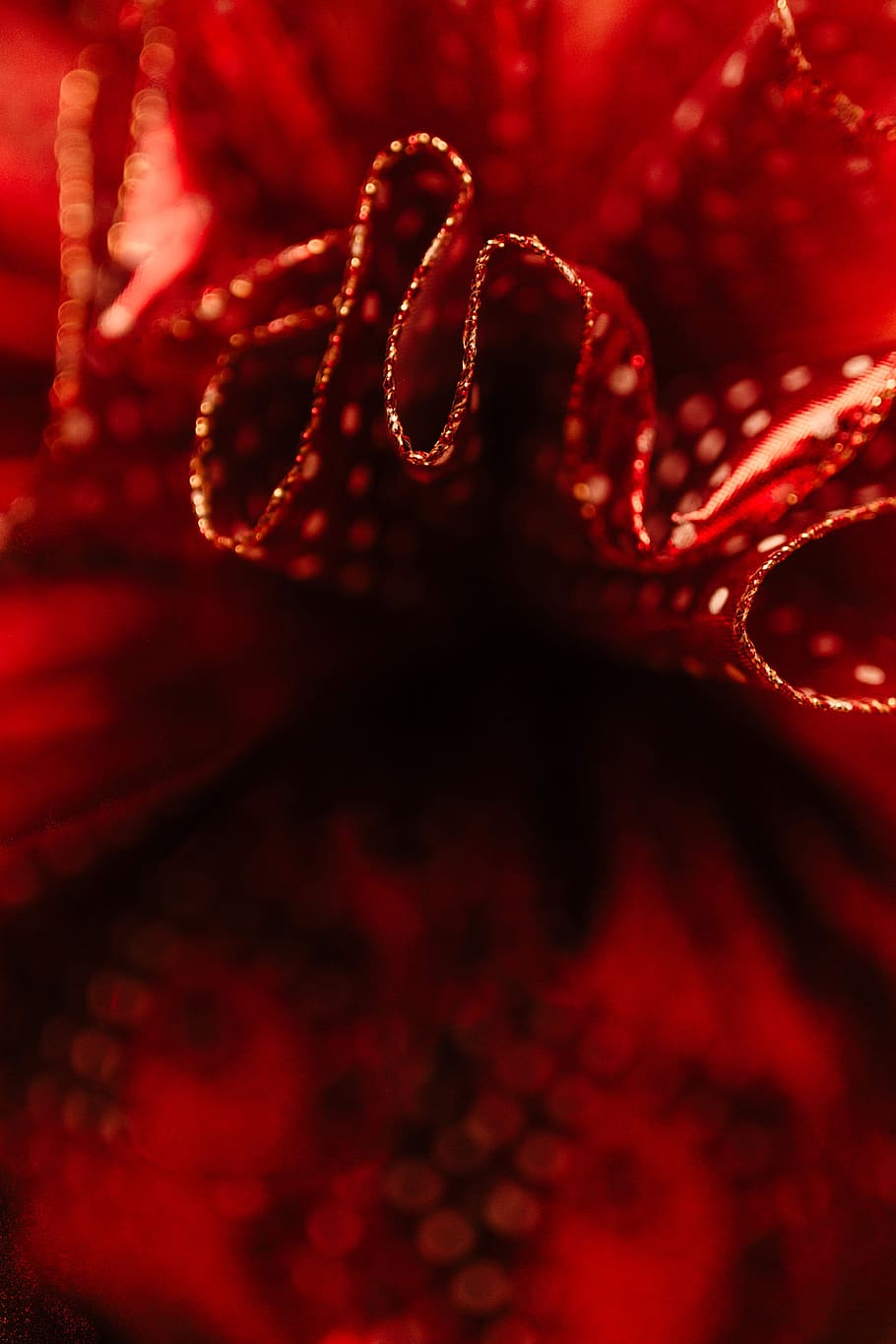 lazo rojo, cinta roja, presente, regalo, navidad, tul, fondo, espacio de la copia, primer plano, arco