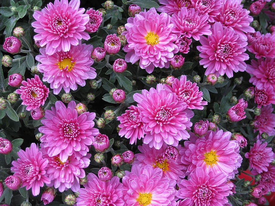 ピンクの花, 滑らかな葉のアスター, アスター, 菊, 花, ピンク, 植物, つぼみ, 開花植物, 鮮度