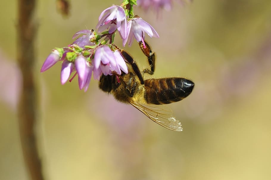 Batendo, abelha, empoleirar-se, flor, planta, beleza natural, animais em estado selvagem, temas animais, inseto, invertebrado