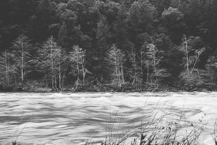 grayscale photography, bare, trees, body, water, grayscale, forest, tree, river, rapids