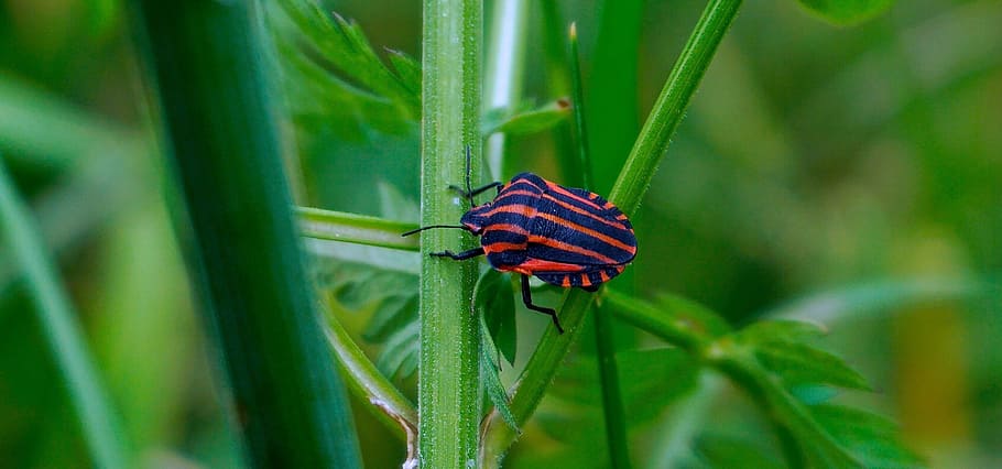 black, orange, striped, stink bug perching, green, lead, selective-focus photography, Insect, Nature, Bug
