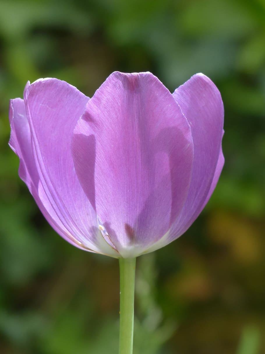 fotografi makro, ungu, bunga tulip, tulip, mekar, violet, bunga, flora, tulipa, keluarga lily