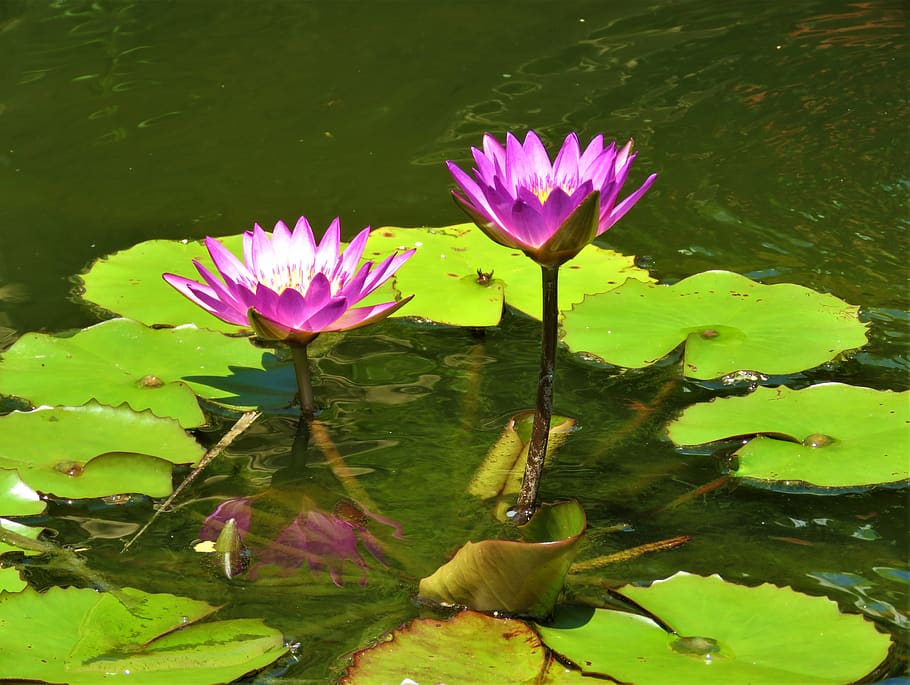 lotus, flowers, pond, nature, pink, peace, meditation, bloom, zen, flower