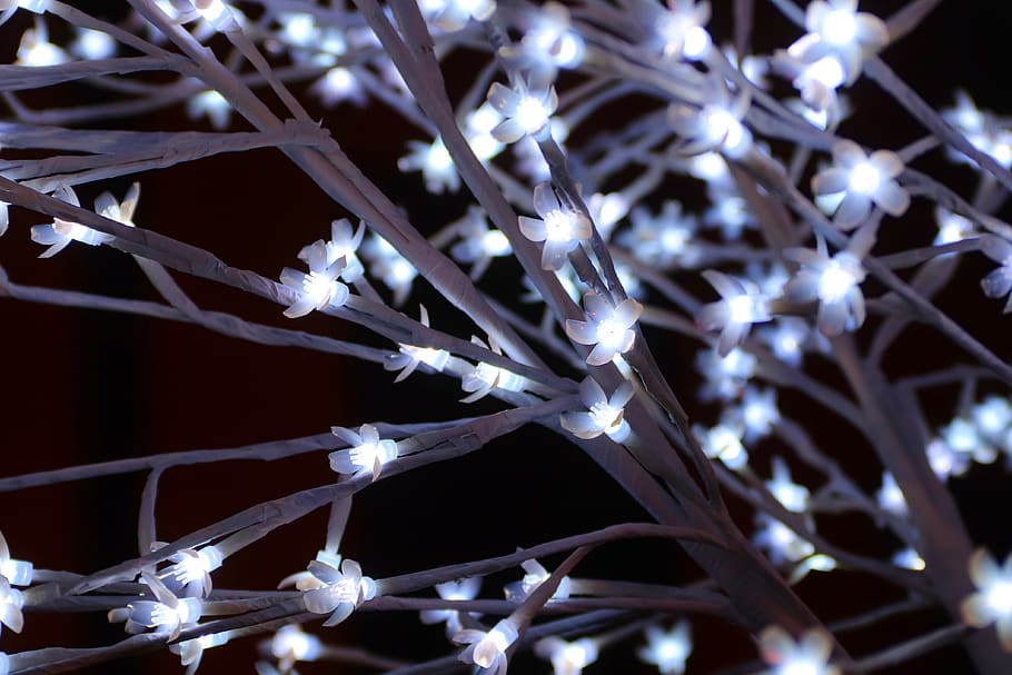 advent, christmas, decoration, flowers, floral, lamp, led, branches, shining, christmas time