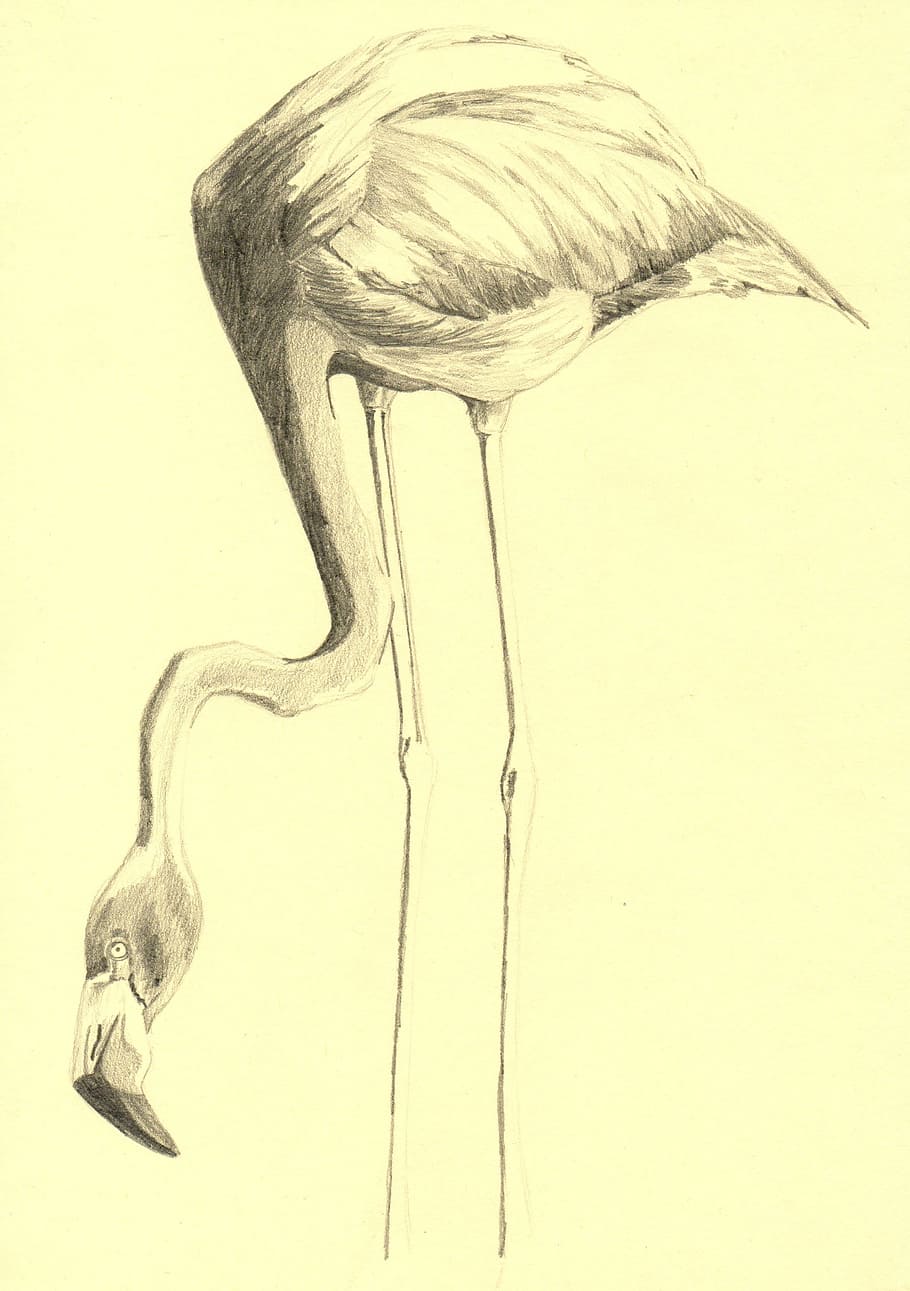 sketsa flamingo, Flamingo, Burung, Gambar, Pensil, Seni, karya seni, ilustrasi, hewan, alam