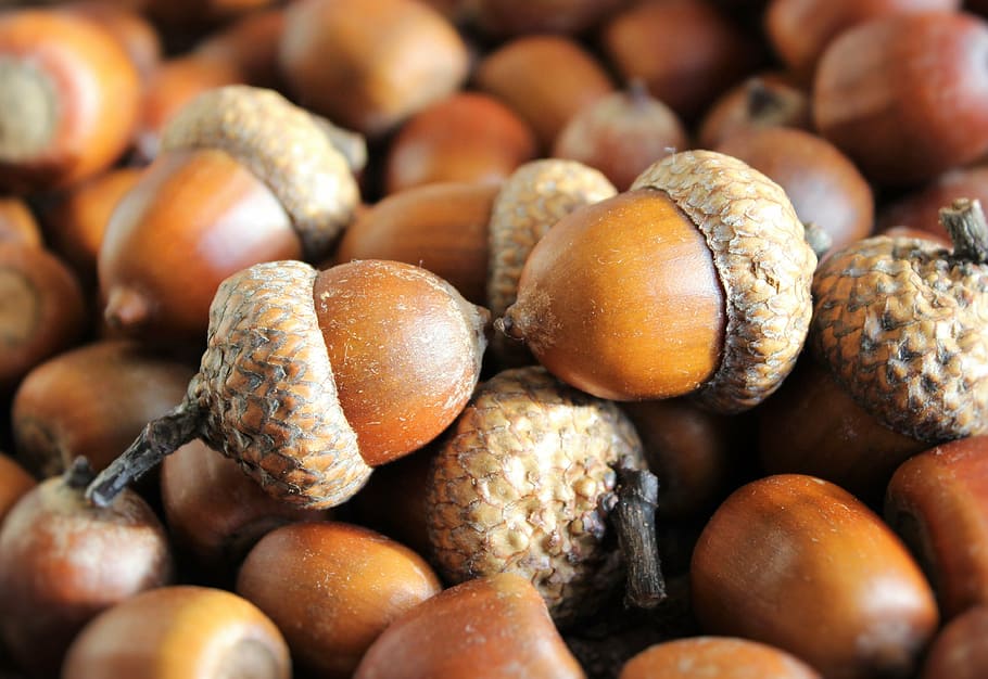 acorn lot, acorns, seeds, oak, brown, harvest, autumn, walnut, hat, longevity