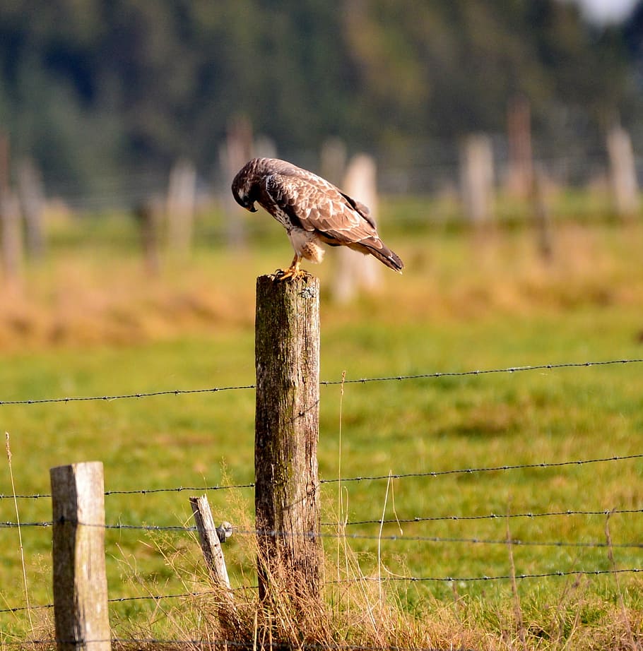 bird of prey, common buzzard, nature, the end of the day, pound sign, luxembourg, fence, boundary, barrier, post