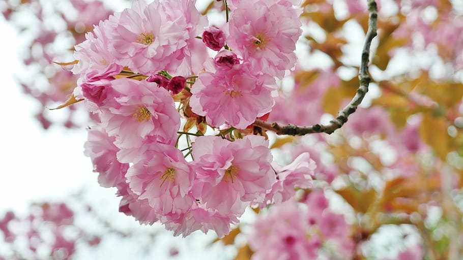 seletiva, fotografia de foco, rosa, flor de pétalas, cereja, flor de cerejeira, umbela de flores, primavera, rosado, lenz