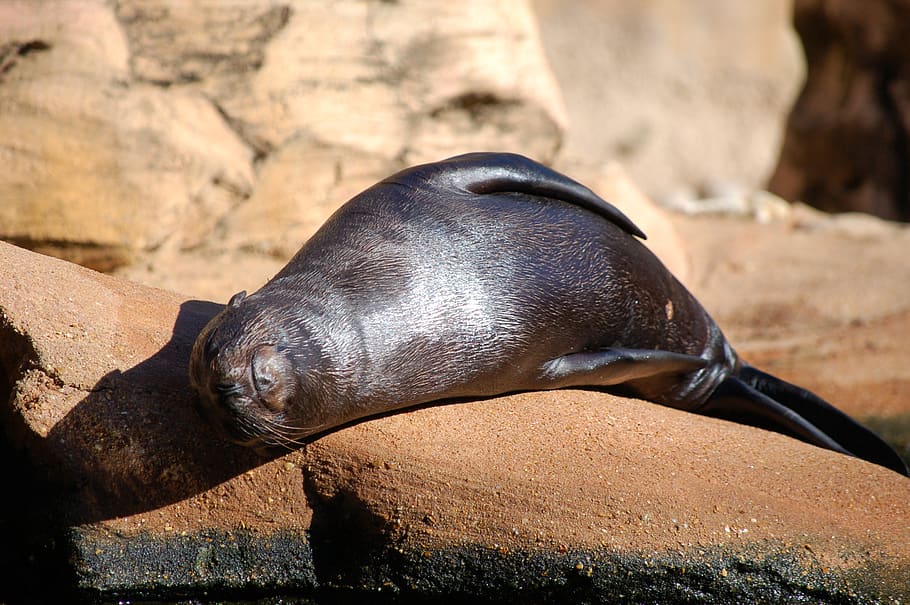 foca, cachorrinho, mamífero, fofo, focas, animal, jovem, descansando, tomando sol, preguiçoso