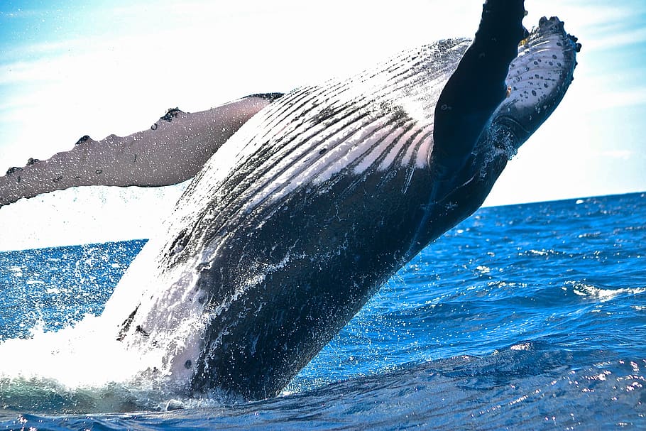 黒, 白, マッコウクジラ, 動物, 自然, 海, 水, クジラ, 1匹の動物, ザトウクジラ