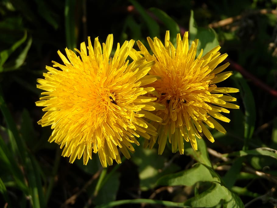 Dandelion, Flowers, Yellow, Grow, Plant, nature, composites, aster-like, close, bloom